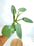 Philodendron hastatum 'Silver Sword' #10 | 4 inch Pot Size