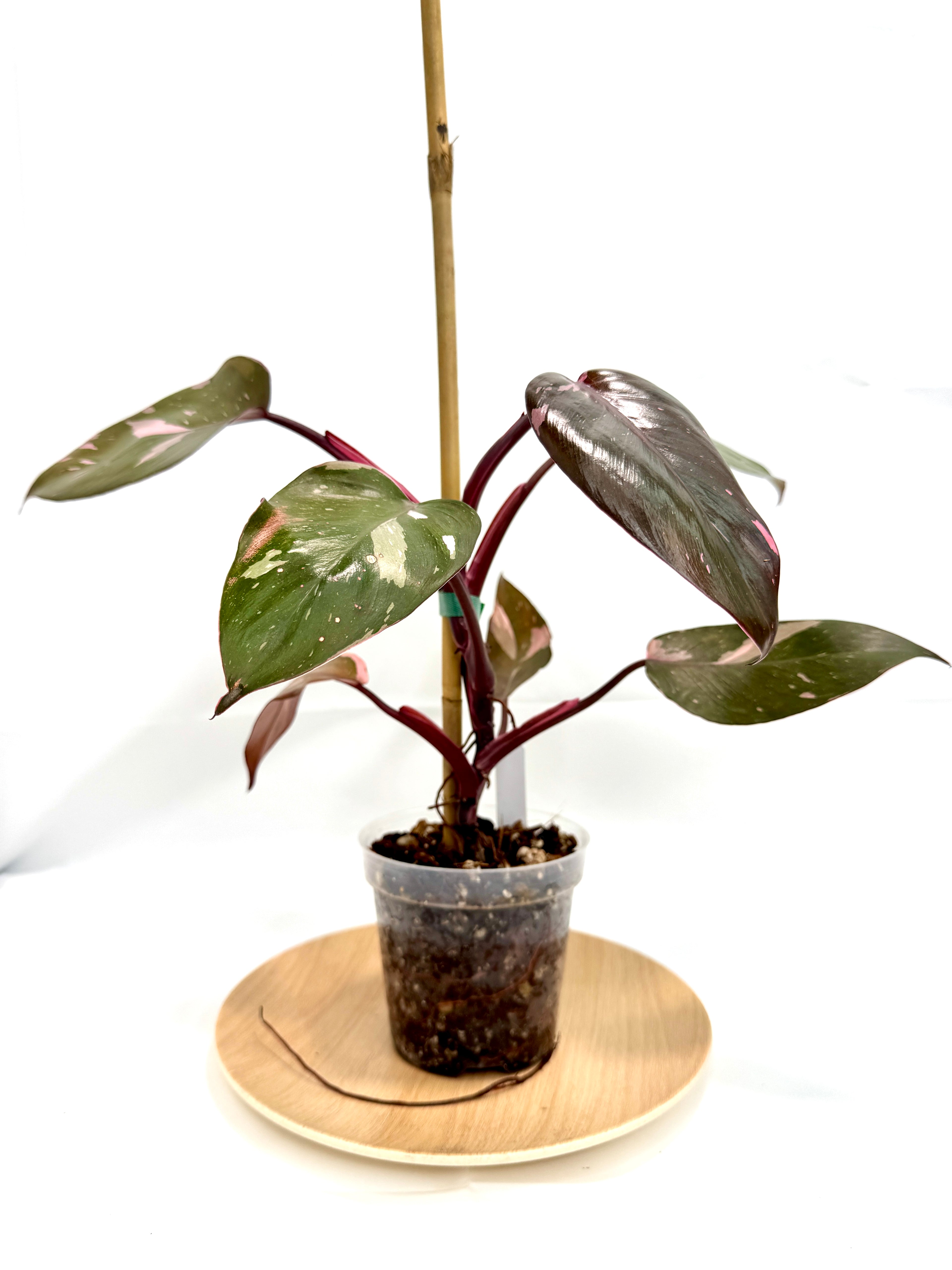 4” Philodendron ’Pink Princess’ #05