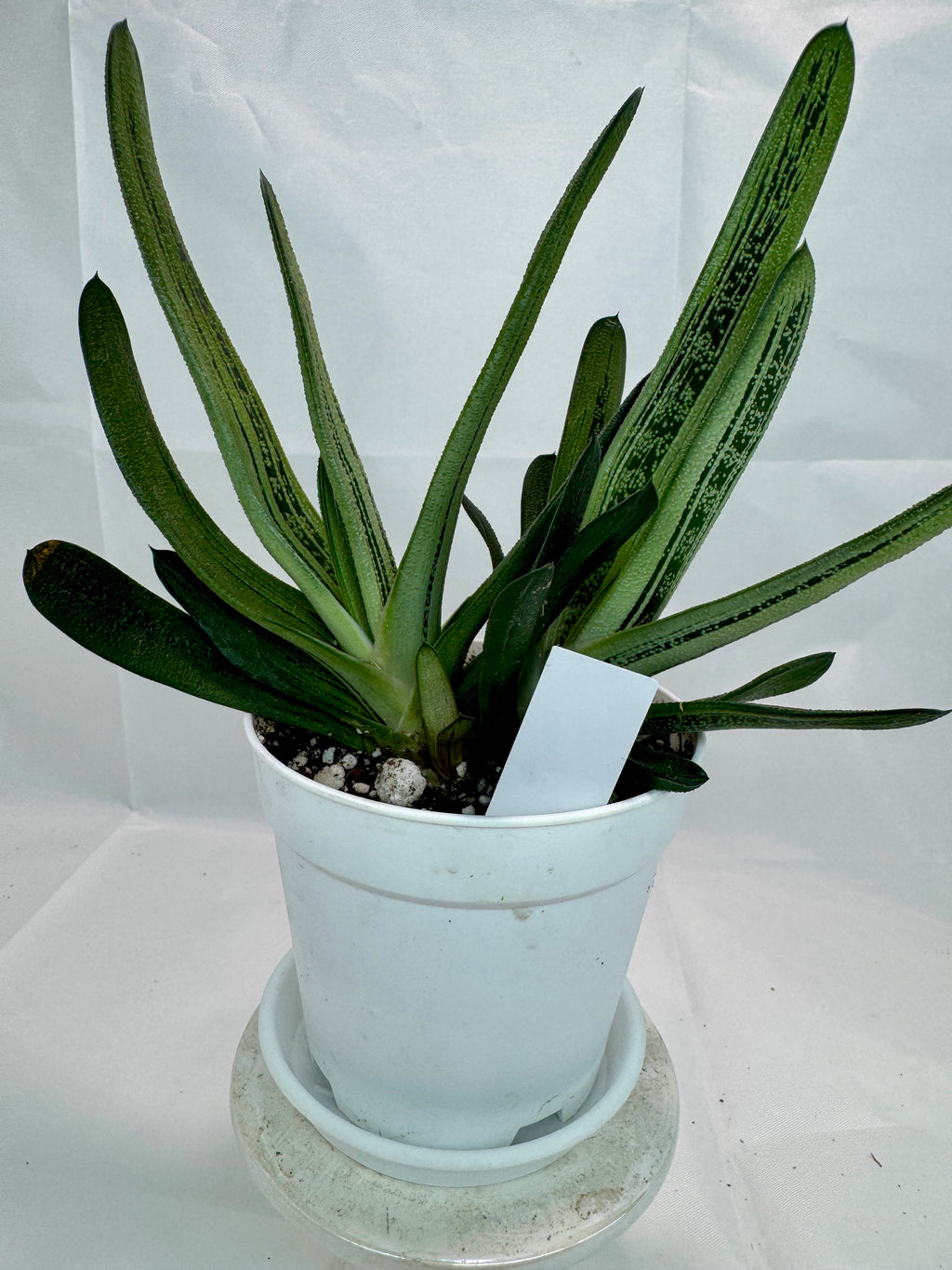 Gasteria 'Little Warty' #05 | Hybrid Succulent | 4 inch Pot Size