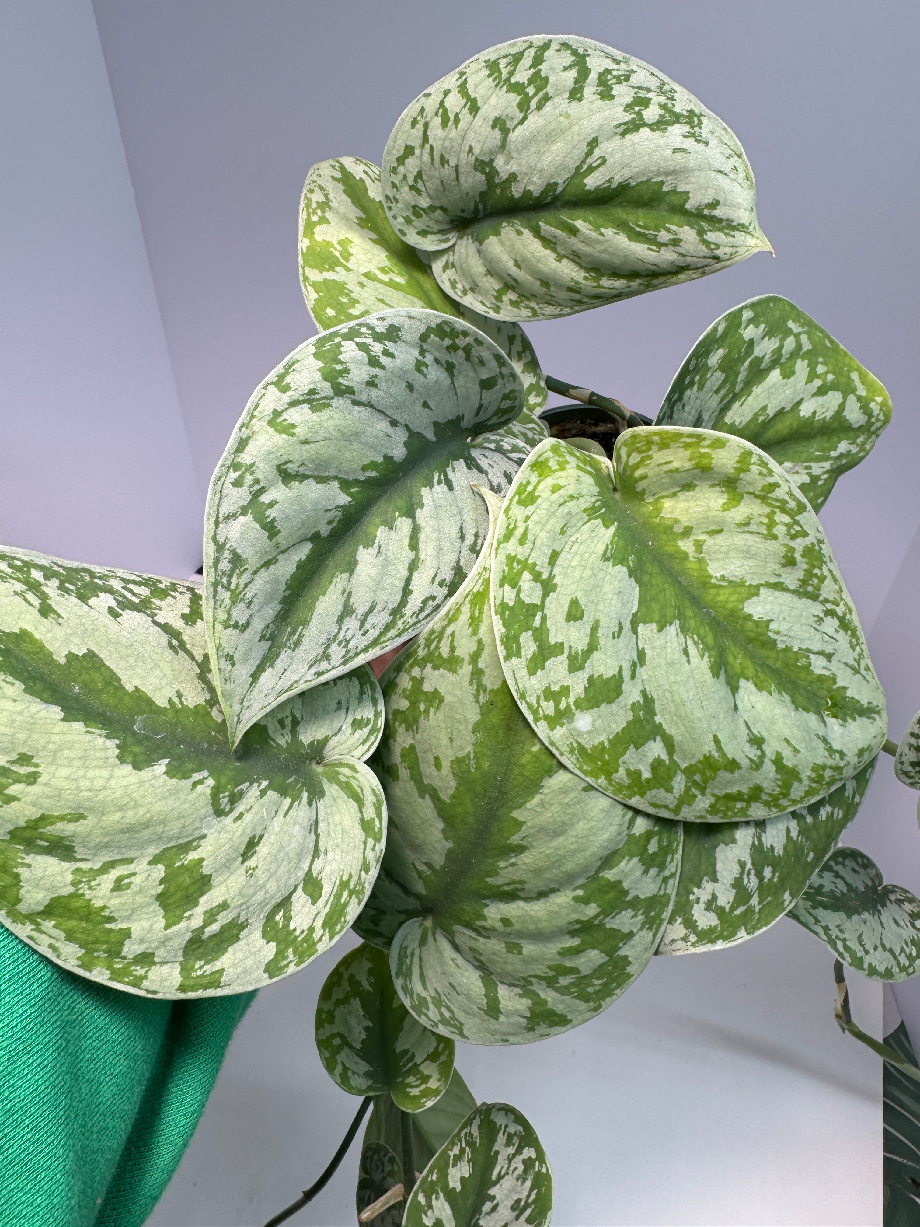 Scindapsus pictus ‘Exotica’ #06| Satin Pothos | 1 Quart Pot Size
