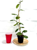 Hoya Obovata 'Splash' #04 | | 4 inch Pot Size