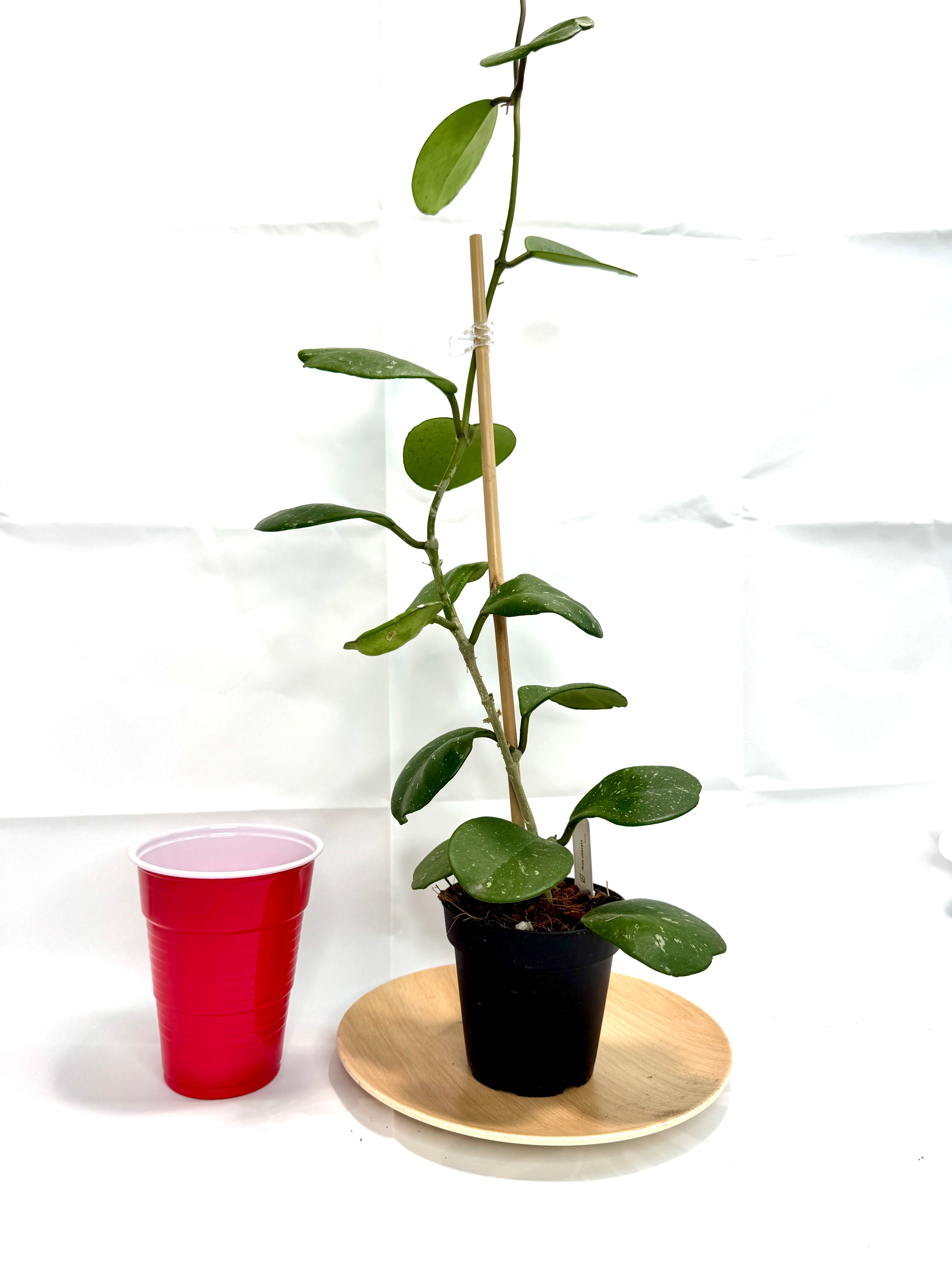 4” Hoya Obovata 'Splash' #04