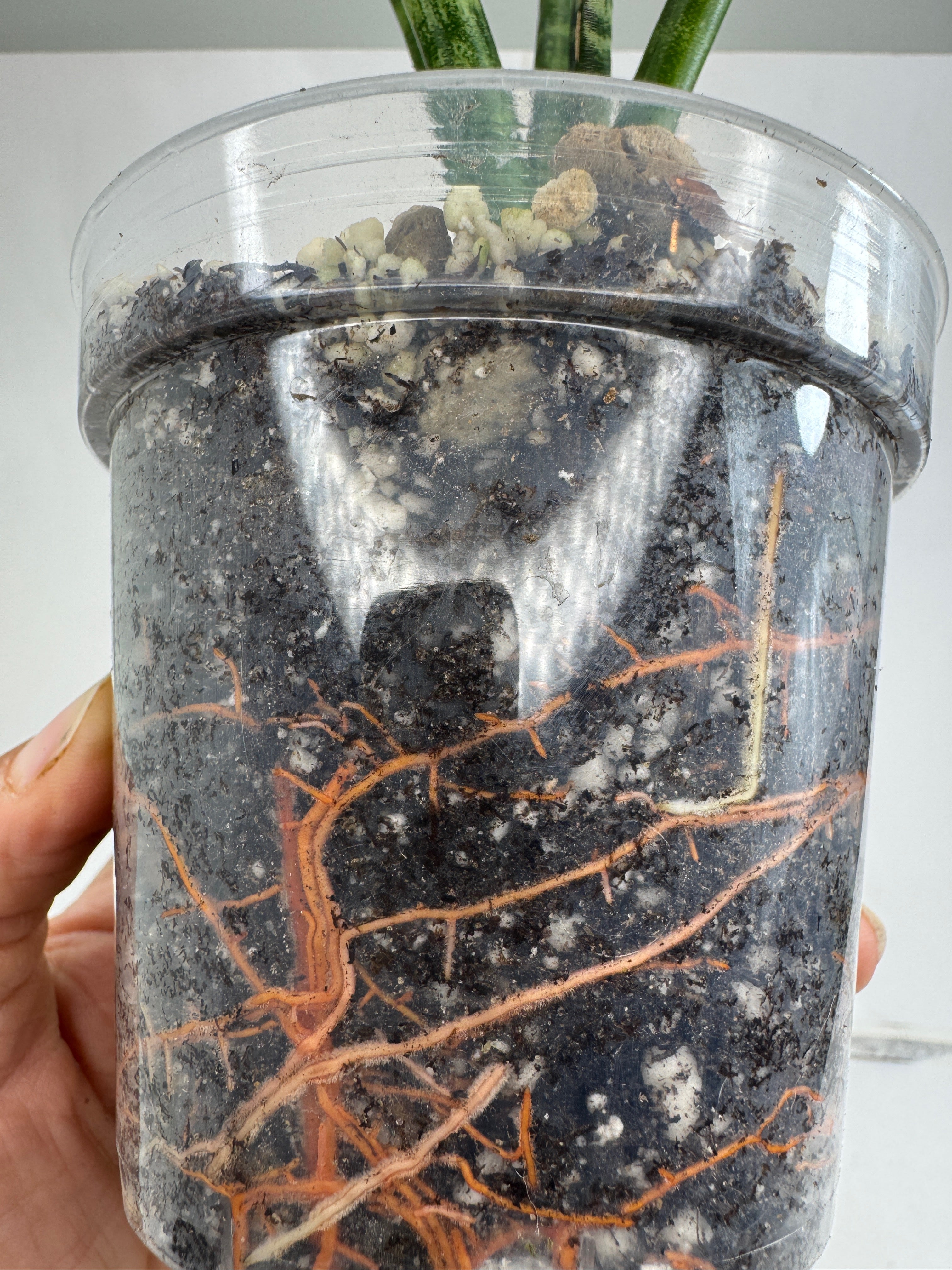 Cactus and Succulent Premium Potting Mix | Fast-Draining Gritty Soil for Succulents Cactus and Dry-Loving Plants