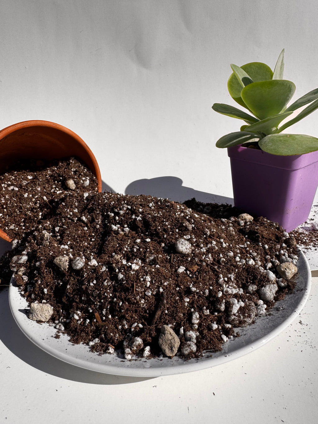 The Succulent Solution | Cactus and Succulent Potting Mix | Fast-Draining Gritty Soil for Succulents Cactus and Dry-Loving Plants