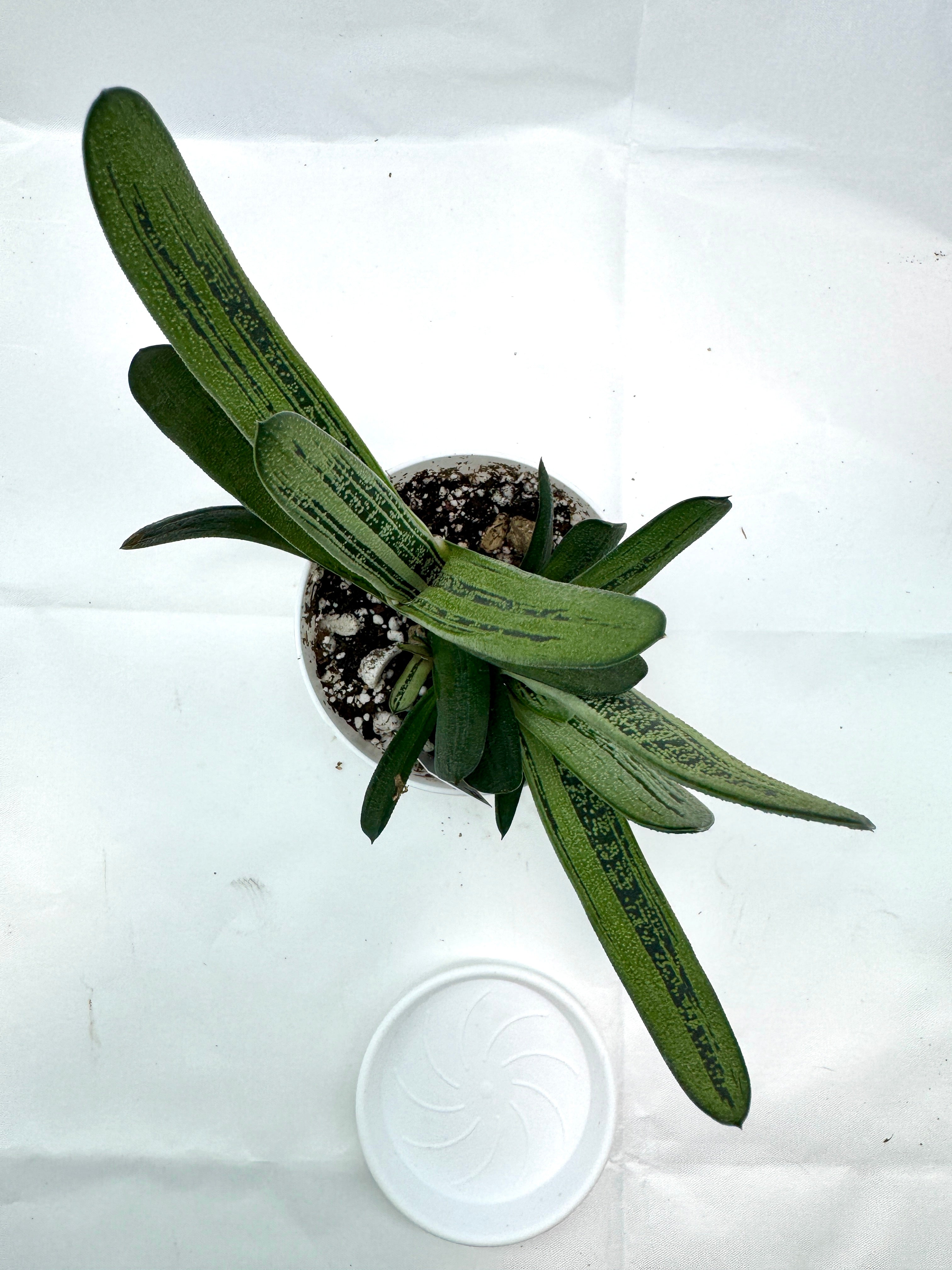 succulent with spots Gasteria 'Little Warty'