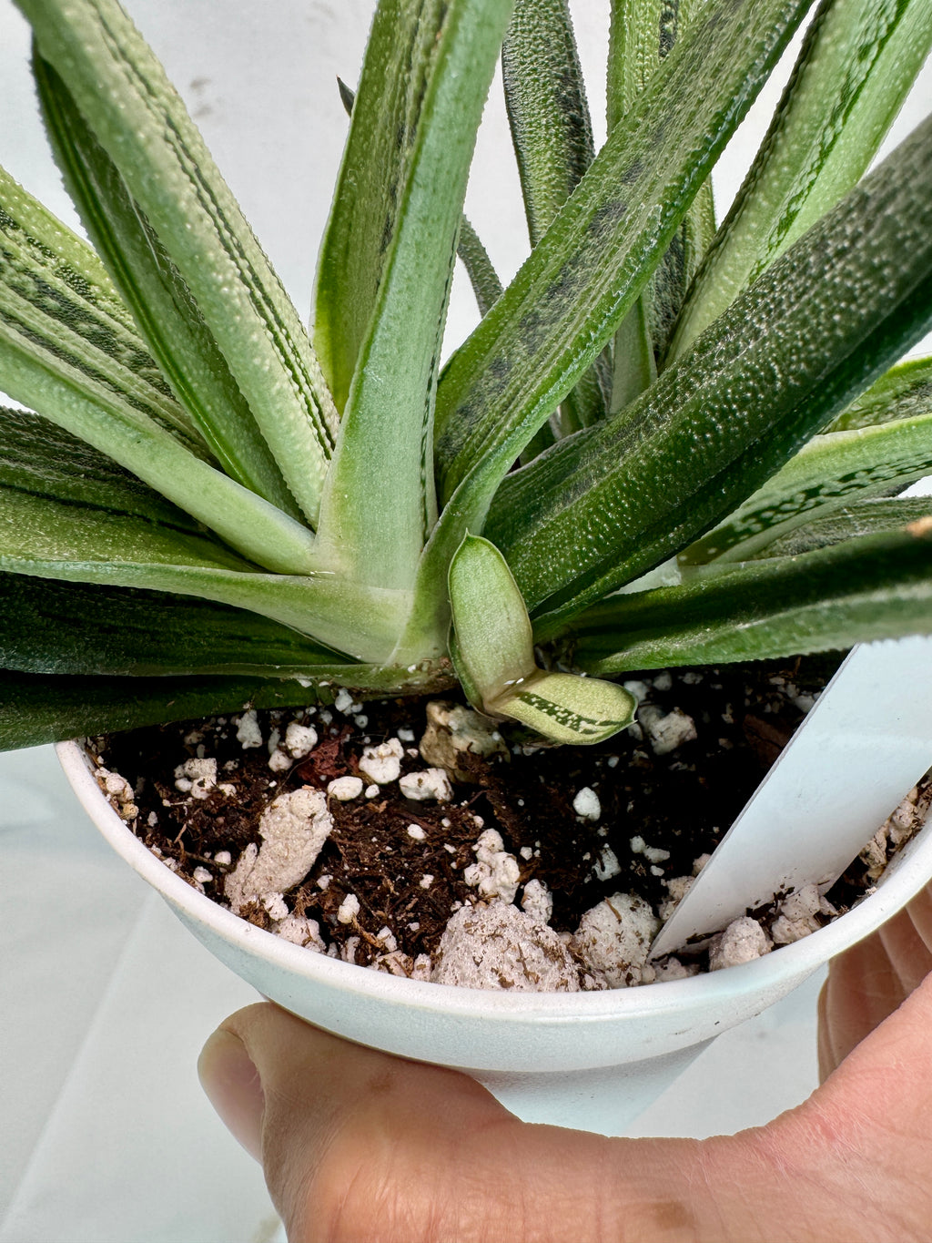 Gasteria 'Little Warty' #05 | Hybrid Succulent | 4 inch Pot Size