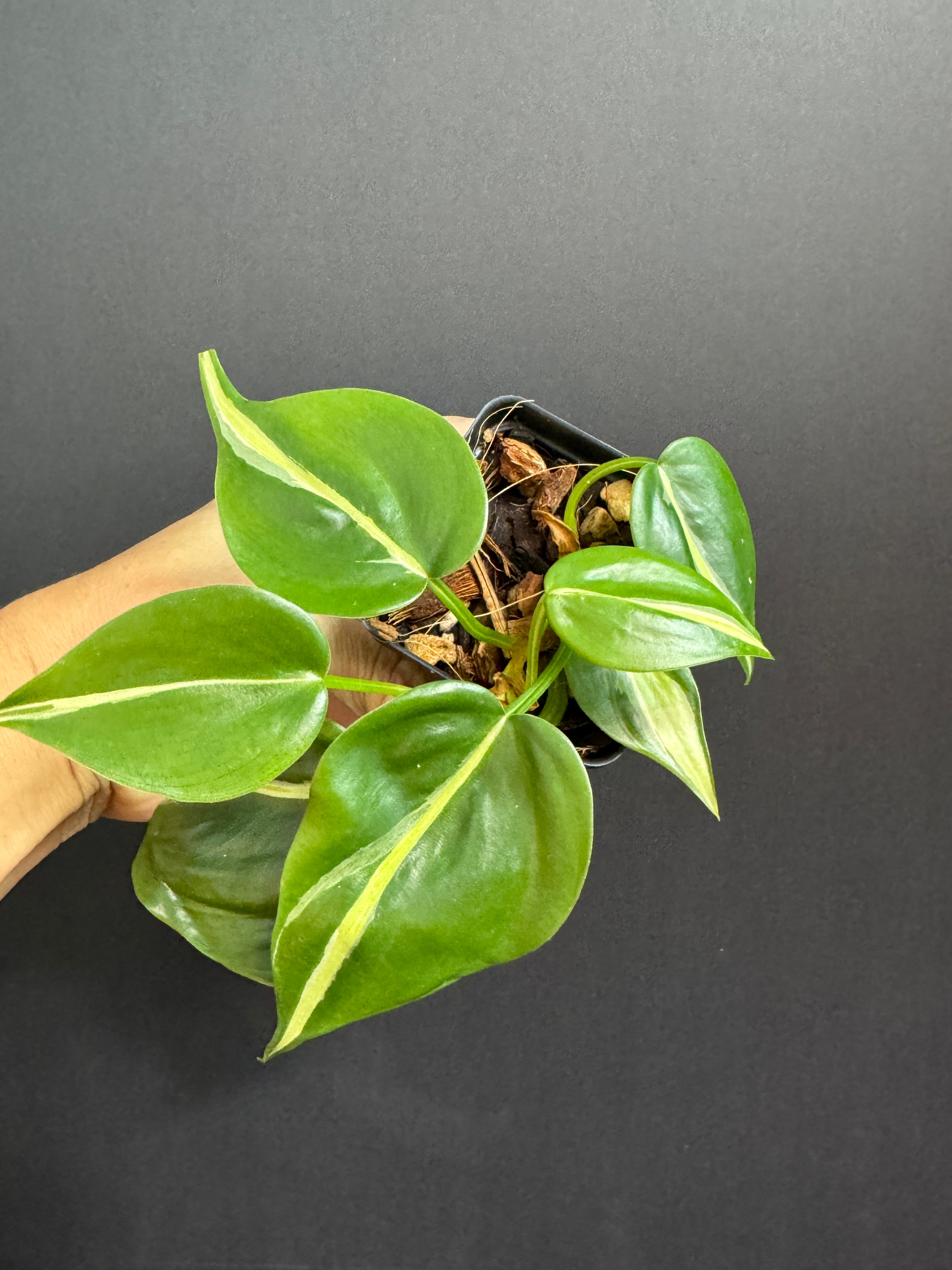 Philodendron Hederaceum 'Silver Stripe' #03 | Heart-Leaf Philo | 2.5 inch Starter Size