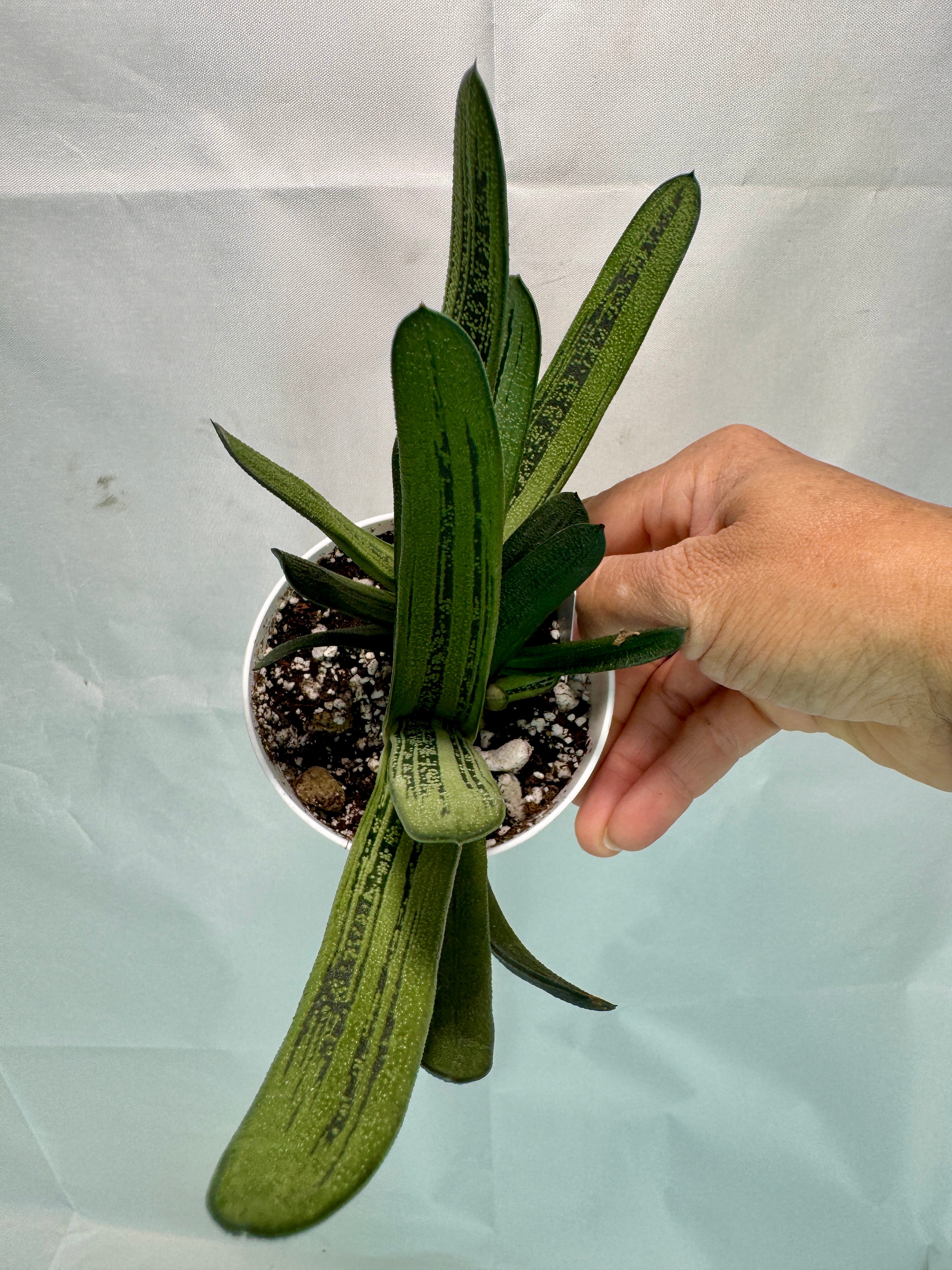 Gasteria 'Little Warty' #05 | Hybrid Succulent | 4 inch Pot Size