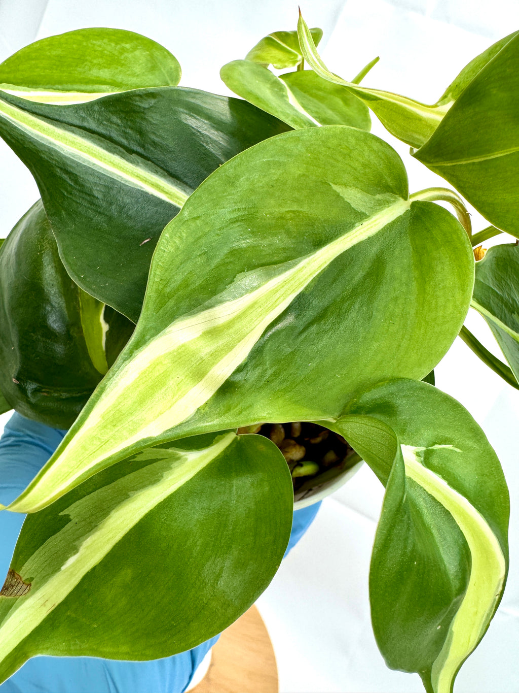 4" Philodendron Hederaceum ‘Silver Stripe’ #01
