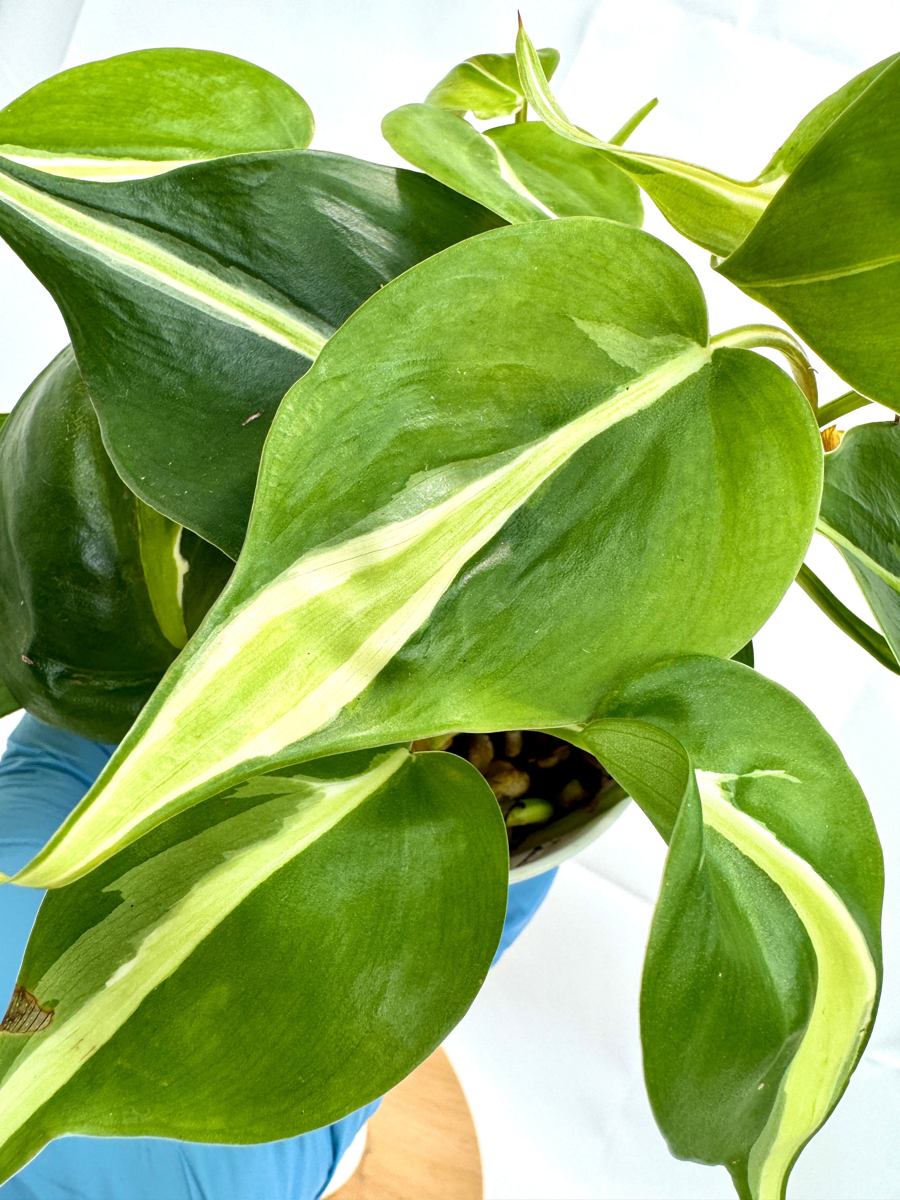 4" Philodendron Hederaceum ‘Silver Stripe’ #01