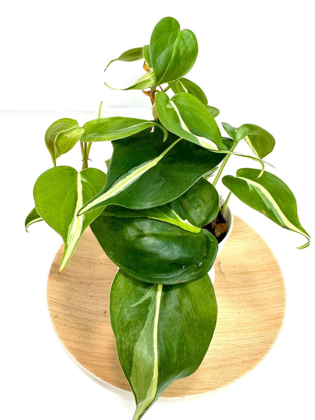 4" Philodendron Hederaceum ‘Silver Stripe’ #01