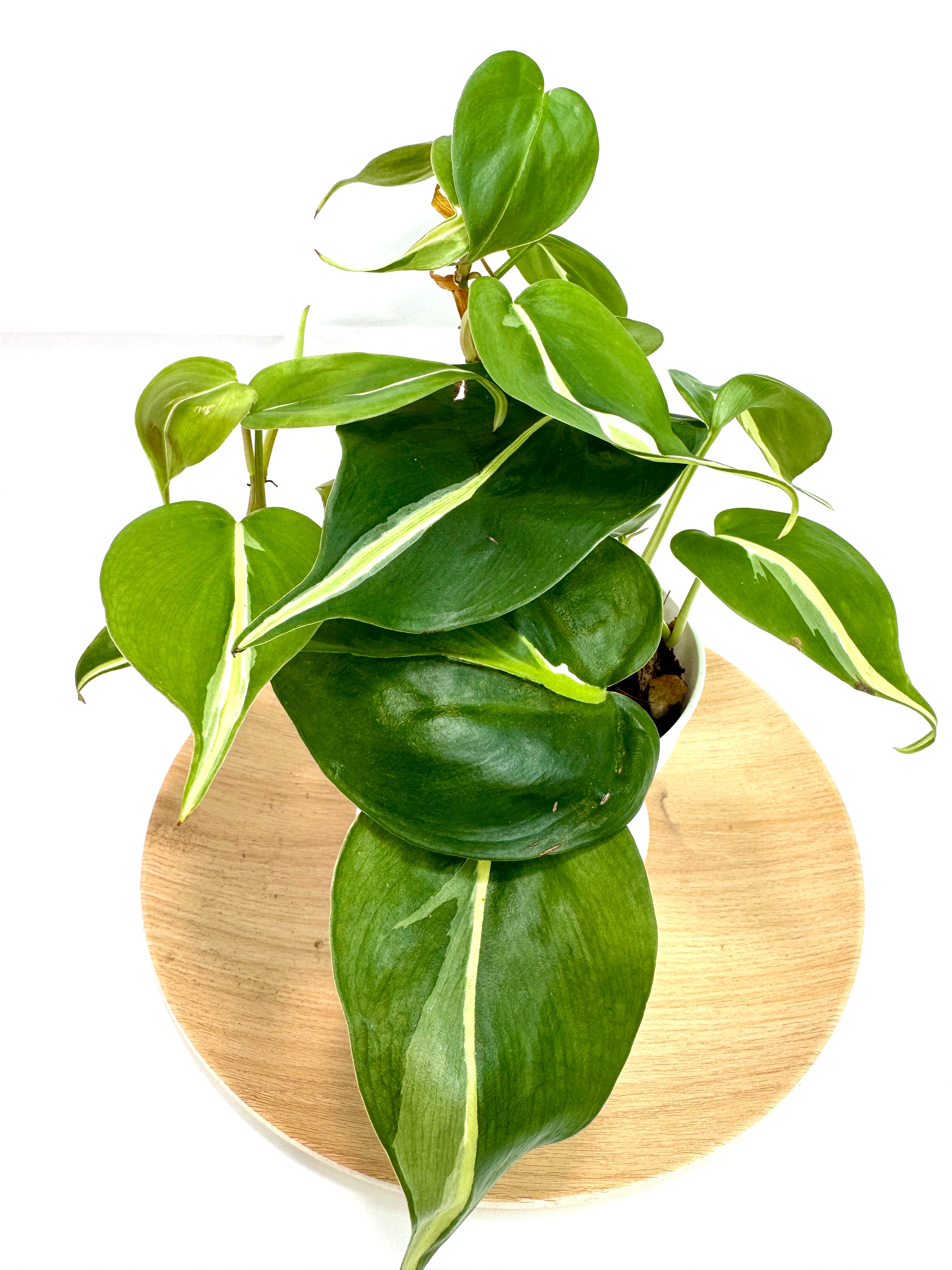 4" Philodendron Hederaceum ‘Silver Stripe’ #01