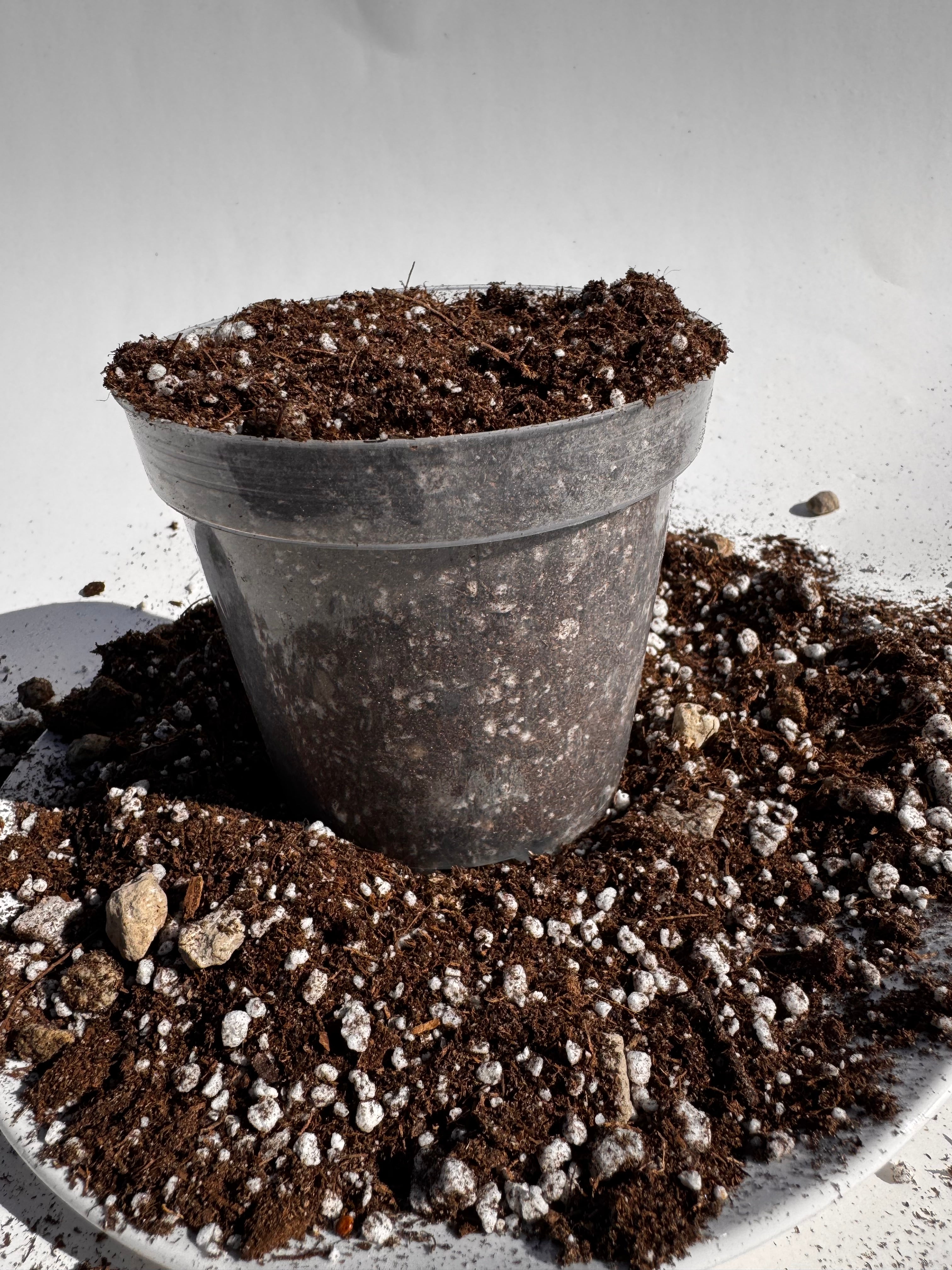 The Succulent Solution | Cactus and Succulent Potting Mix | Fast-Draining Gritty Soil for Succulents Cactus and Dry-Loving Plants