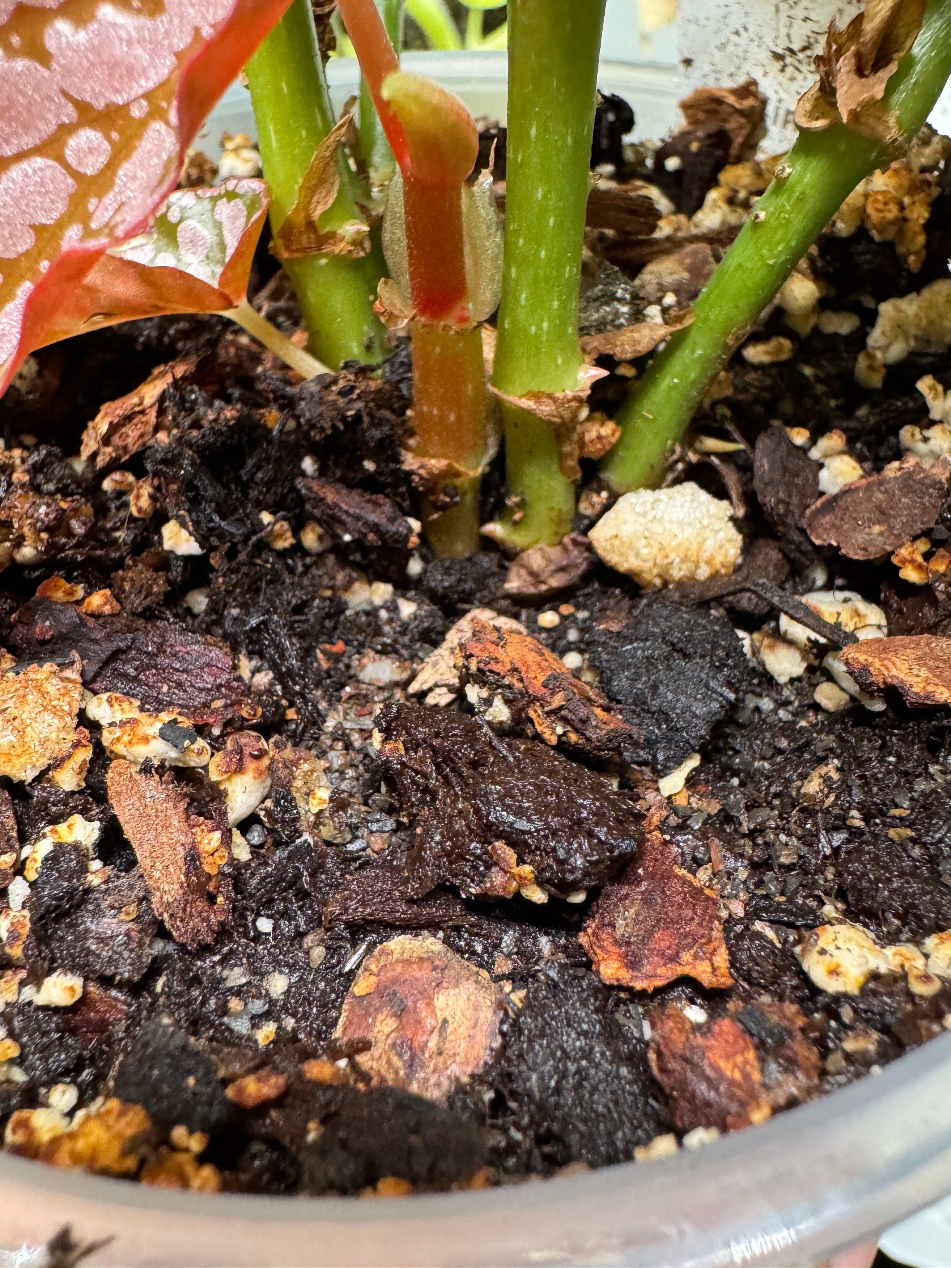 Chunky Classic Potting Mix | Indoor Houseplant Soil