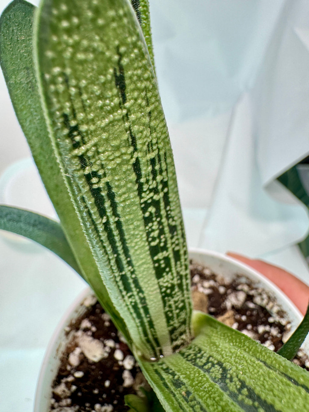 Gasteria 'Little Warty' #05 | Hybrid Succulent | 4 inch Pot Size
