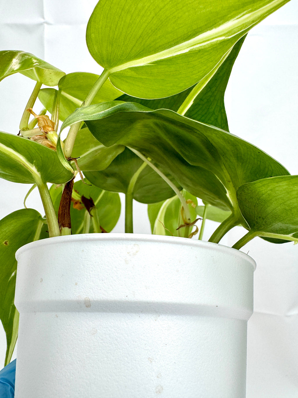 4" Philodendron Hederaceum ‘Silver Stripe’ #01