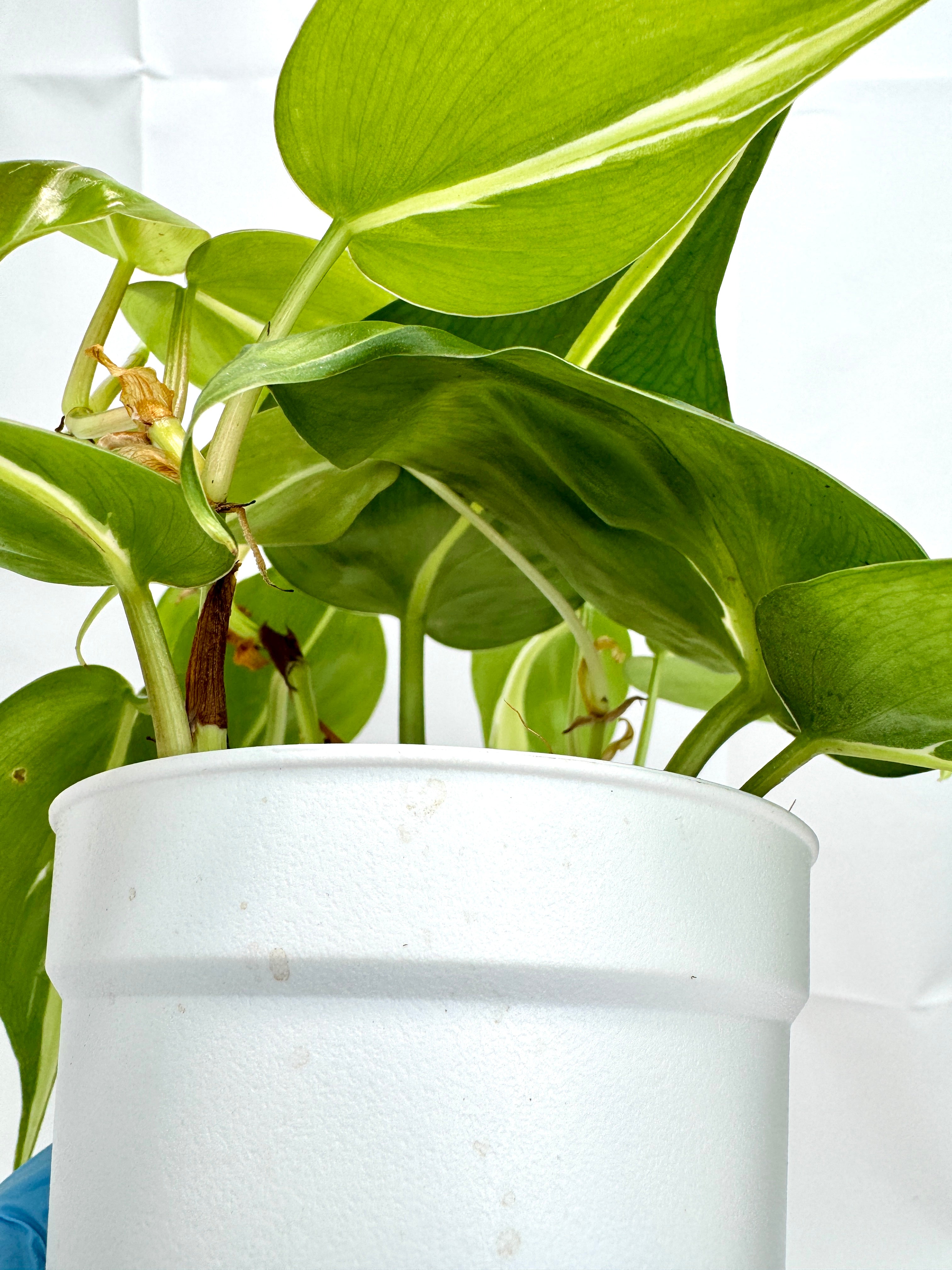 4" Philodendron Hederaceum ‘Silver Stripe’ #01