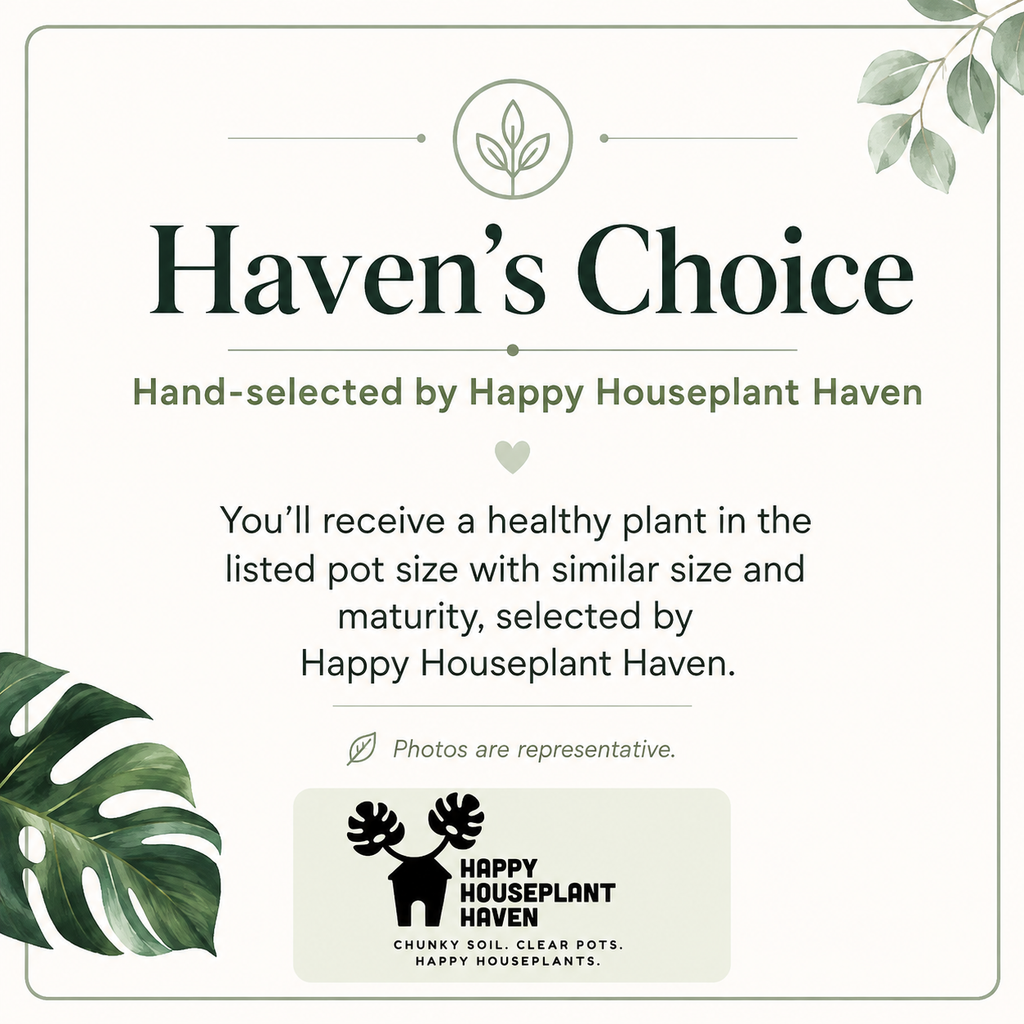 Cathedral Window Haworthia (Haworthia cymbiformis) | 3–3.5-Inch Plant | Haven’s Choice