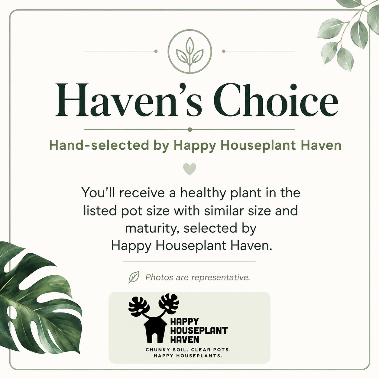 Cathedral Window Haworthia (Haworthia cymbiformis) | 3–3.5-Inch Plant | Haven’s Choice