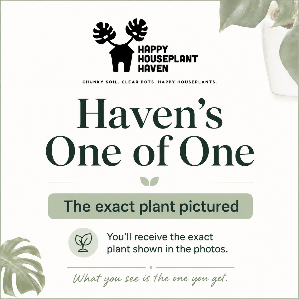Philodendron 'Painted Lady' # 11 | Philodendron erubescens ‘Painted Lady’ | 4 inch Pot Size | Haven One of One