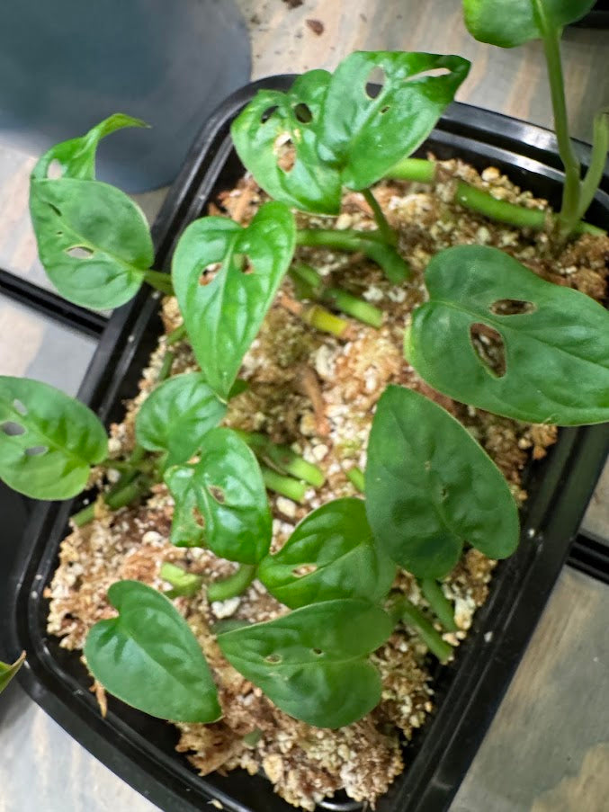 ZZ Plants – Happy Houseplant Haven