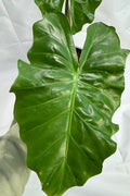 Alocasia ‘Low Rider’ #01 | Large Plant | 4 Quart Pot Size | 1 Gallon