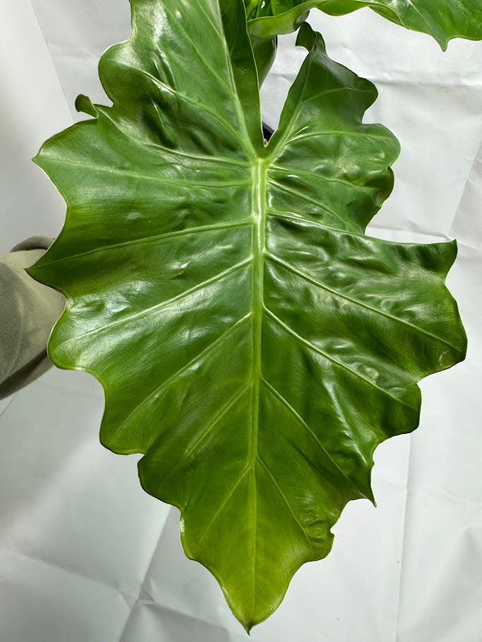 4QT Alocasia ‘Low Rider’ #02