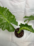 Alocasia ‘Low Rider’ #03 | Large Plant | 4 Quart Pot Size | 1 Gallon