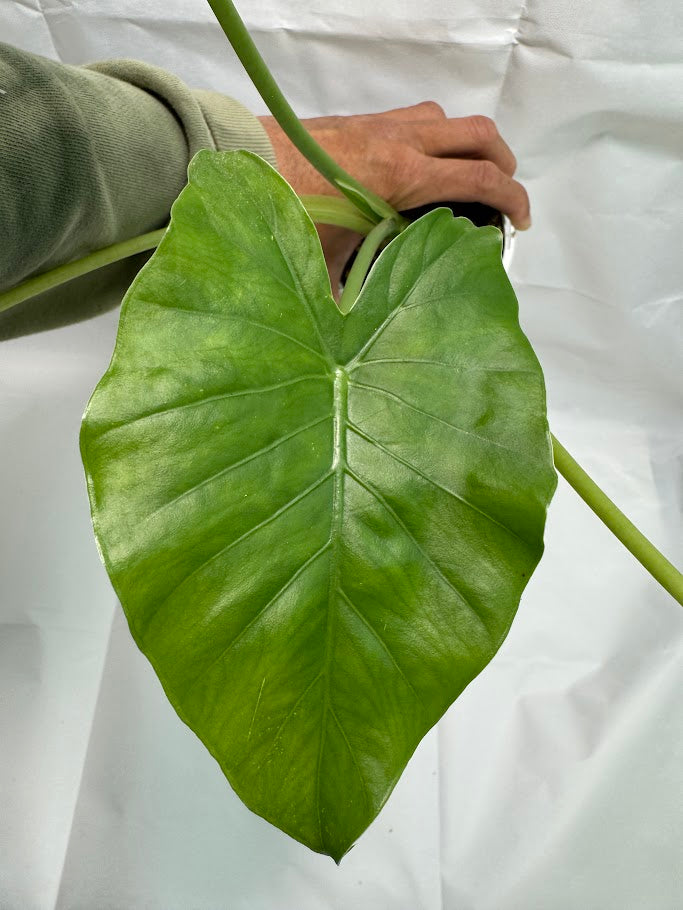 1QT Alocasia odora ‘California’ #06