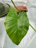 Alocasia odora ‘California’ #06 | Dwarf Elephant Ear Plant | 1 Quart Pot Size