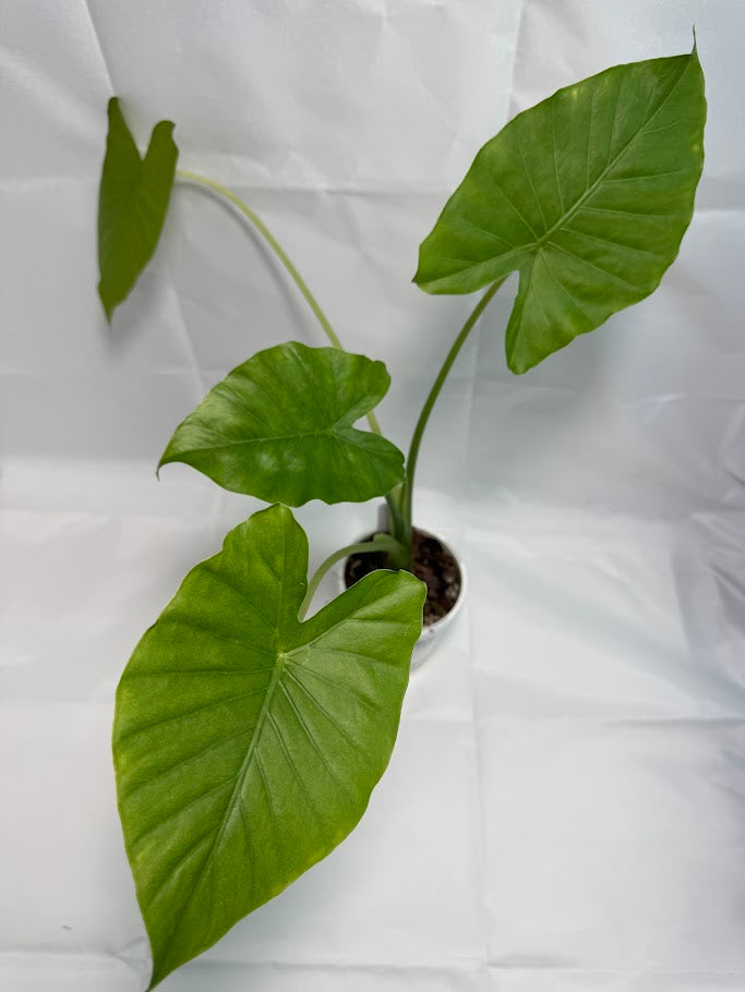1QT Alocasia odora ‘California’ #06