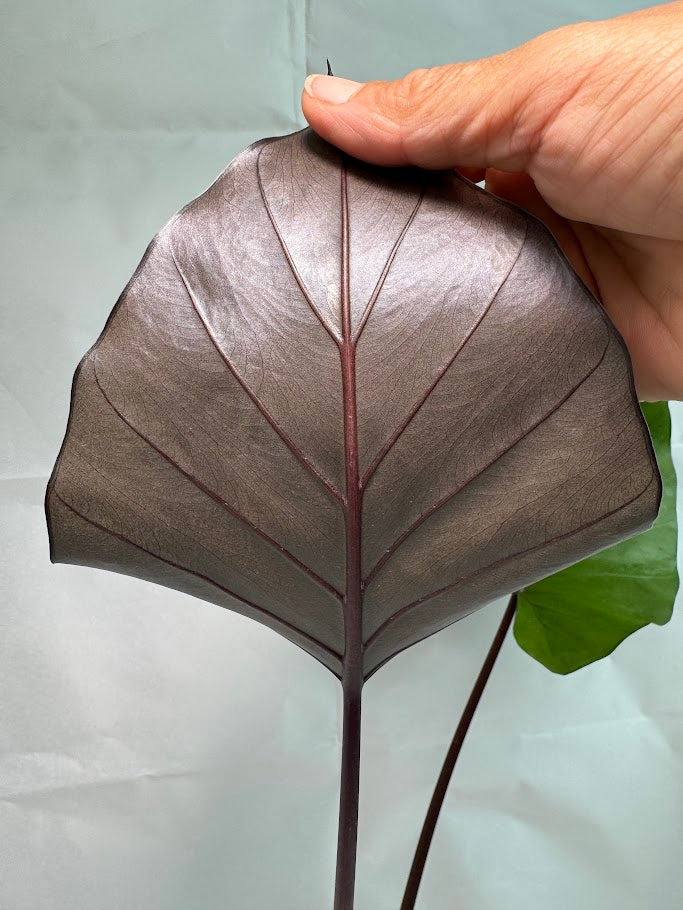 5" Alocasia 'Metal Head' #02