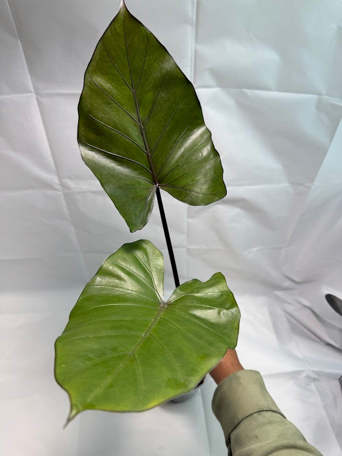 5" Alocasia 'Metal Head' #02