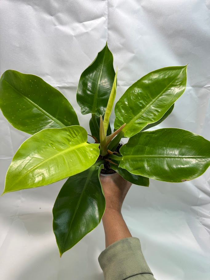 4" Philodendron ‘Moonlight’ #02