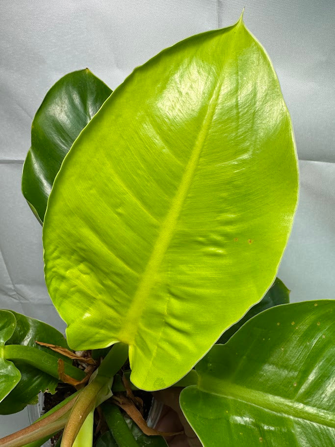 4" Philodendron ‘Moonlight’ #02