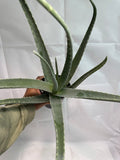 Aloe Vera Plant #09 | Healing Plant | 1 Quart Pot Size