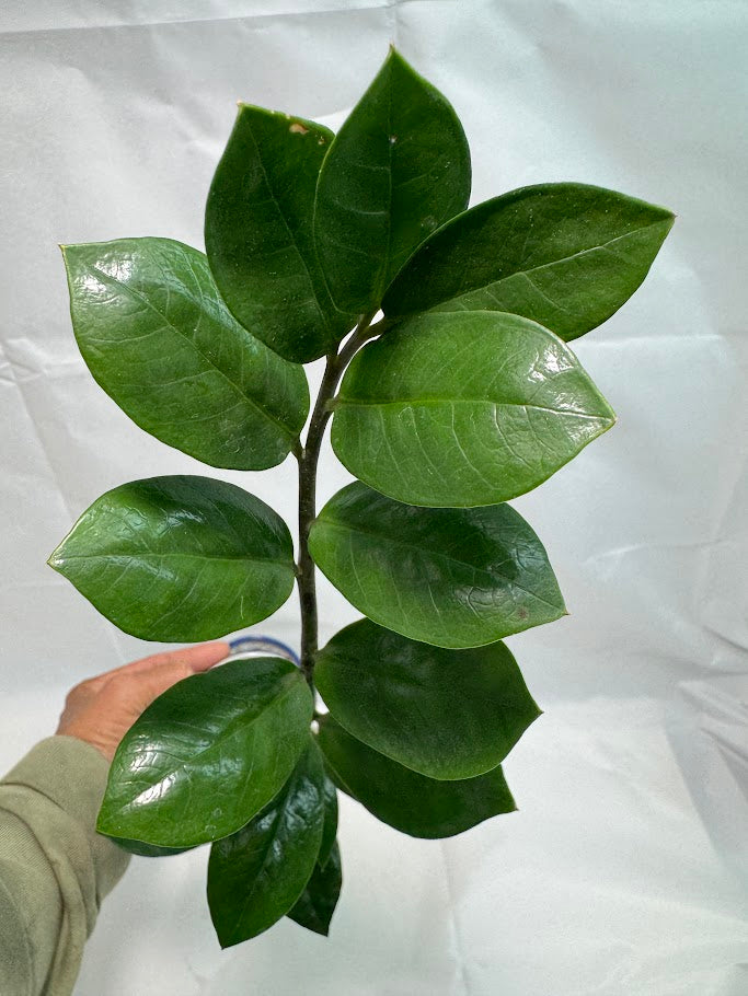2" Raven Zamioculcas zamiifolia ZZ Plant