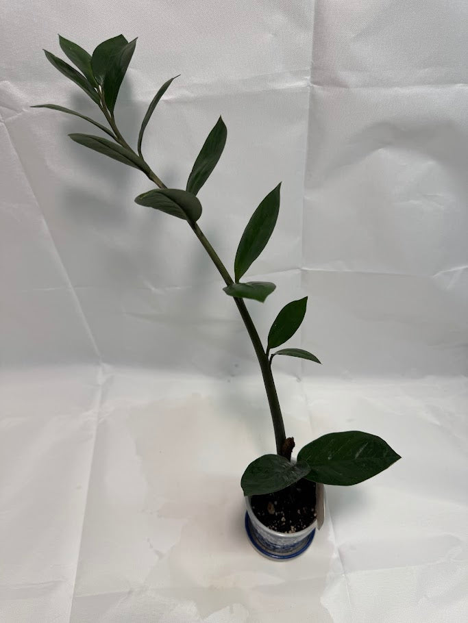 2" Raven Zamioculcas zamiifolia ZZ Plant