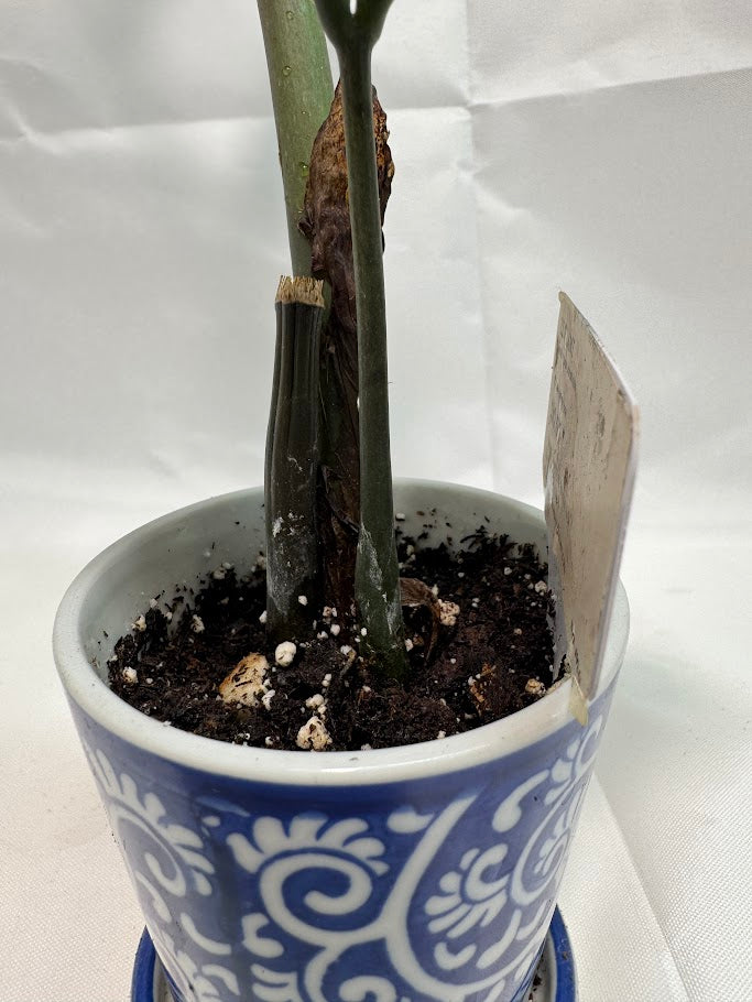 2" Raven Zamioculcas zamiifolia ZZ Plant
