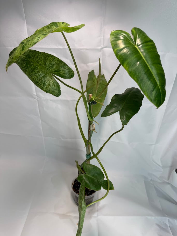 4" Philodendron ‘Paraiso Verde’ #01