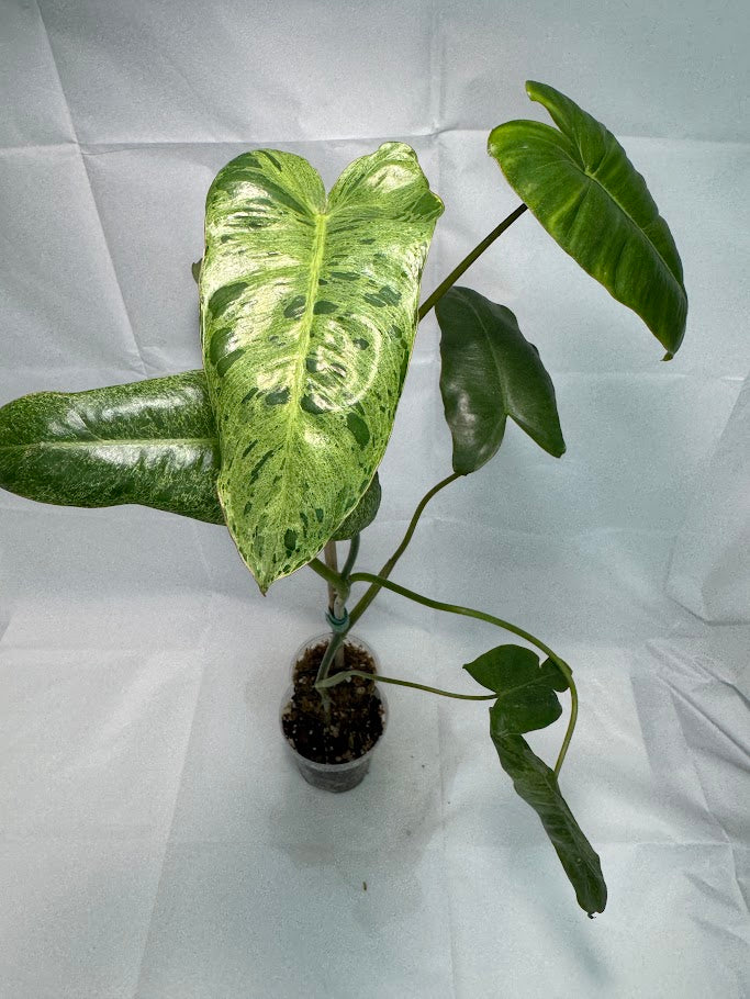 4" Philodendron ‘Paraiso Verde’ #01