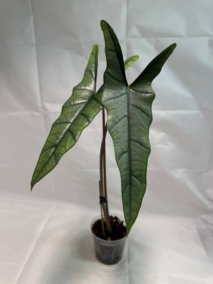4" Alocasia ‘Dragon’s Breath’ #04