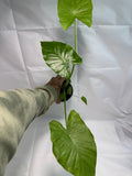 Alocasia odora ‘California’ #05 | Dwarf Elephant Ear Plant | 1 Quart Pot Size