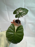 Alocasia ‘Nigra’ #01 | Alocasia Plumbea ‘Nigra’ | 4 inch Pot Size