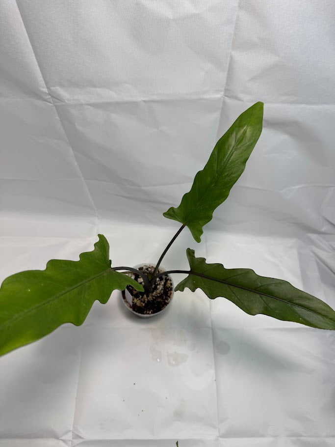 4" Alocasia lauterbachiana ‘Purple Sword’ #01