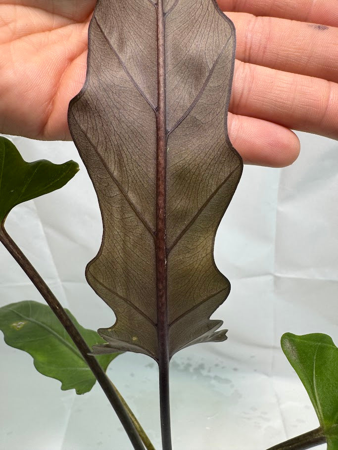 4" Alocasia lauterbachiana ‘Purple Sword’ #01