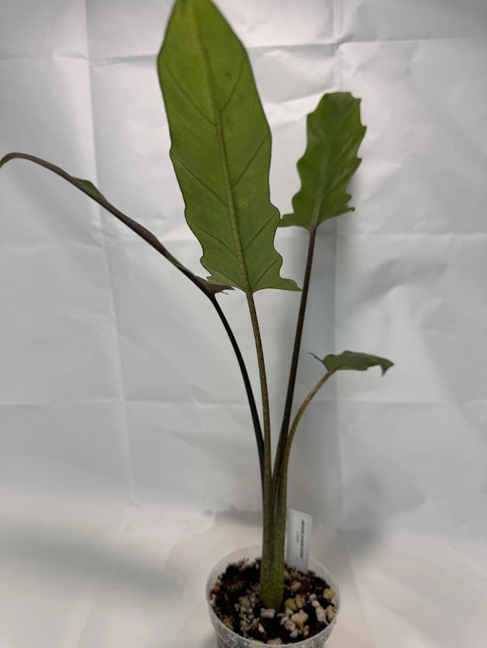 4" Alocasia lauterbachiana ‘Purple Sword’ #01