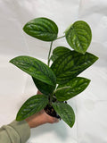 Monstera 'Peru' #07 | Crocodile Monstera | 4 inch Pot Size