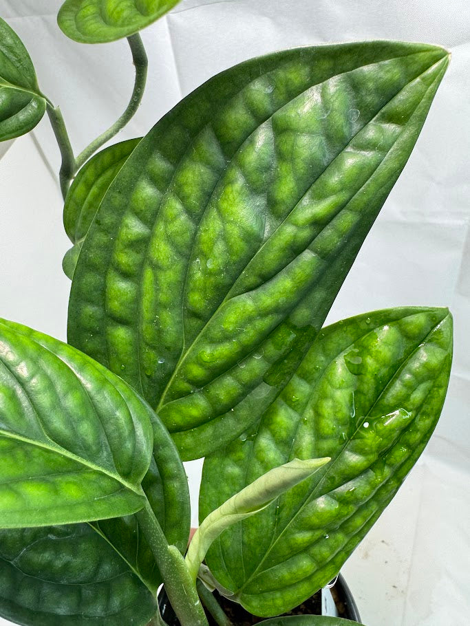 4" Monstera 'Peru' #07