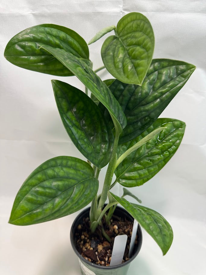 4" Monstera 'Peru' #07